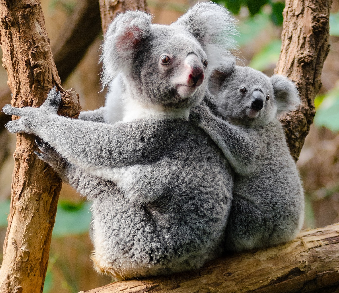 koalas in tree
